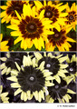Rudbeckia hirta (Asteraceae) in visible (top) and reflected UV (bottom)