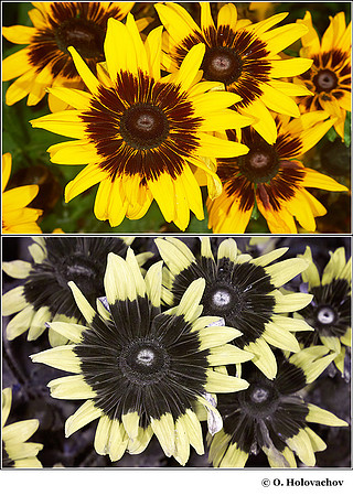 Rudbeckia hirta (Asteraceae) in visible (top) and reflected UV (bottom)