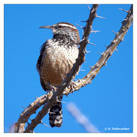 Wrens (Troglodytidae)