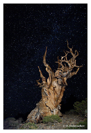 Ancient Bristlecone Pine Forest, California