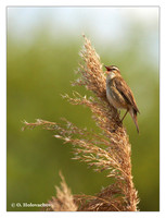Reed Warblers and allies (Acrocephalidae)