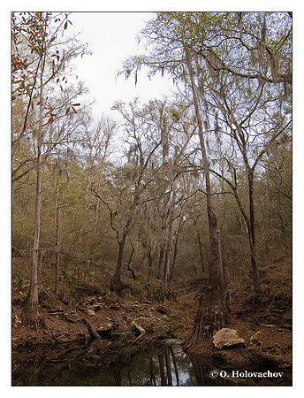 Suwannee River State Park, Florida