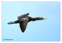 Cormorants (Phalacrocoracidae)