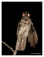 Potoos (Nyctibiidae)