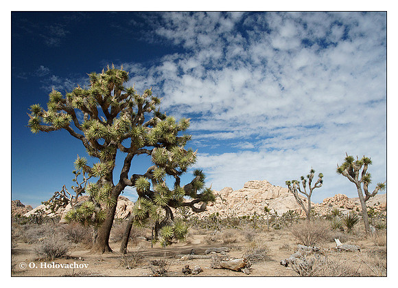 Joshua Tree National Park, California