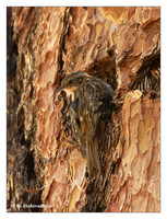 Treecreepers (Certhiidae)