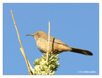 Mockinbirds (Mimidae)
