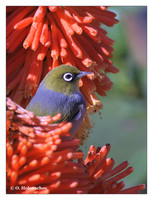 White-eyes (Zosteropidae)