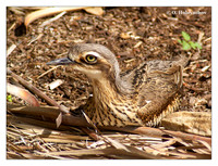 Stone-curlews (Burhinidae)