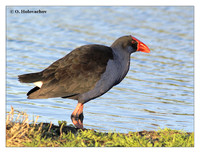 Rails (Rallidae)