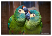Parrots (Psittacidae)
