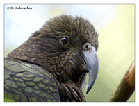 New Zealand Parrots (Strigopidae)