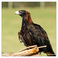 Hawks (Accipitridae)