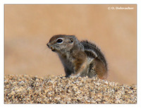 Rodents (Rodentia)