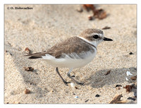 Plovers (Charadriidae)