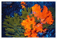 UV-induced visible fluorescence - lichens