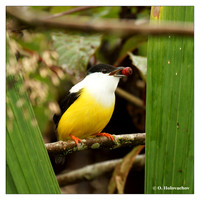 Manakins (Pipridae)