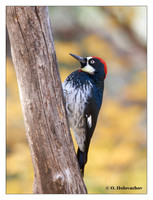 Woodpeckers (Picidae)