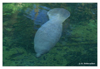 Manatees (Sirenia)