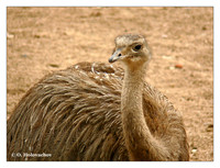 Rheas (Rheidae)