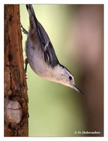Nuthatches (Sittidae)