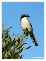Shrikes (Laniidae)