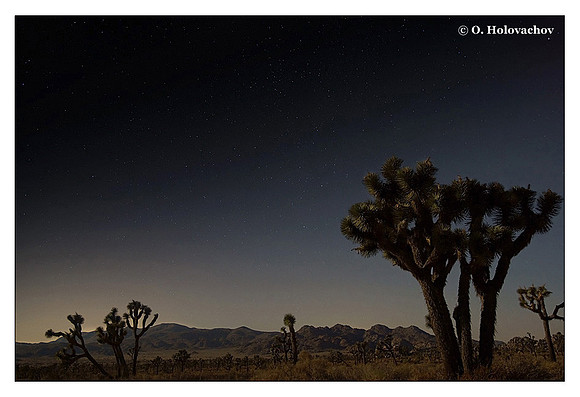 Joshua Tree National Park at night