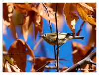 Kinglets (Regulidae)