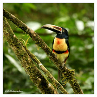 Toucans (Ramphastidae)