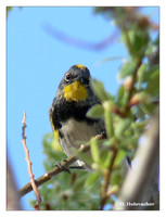 New World Warblers (Parulidae)