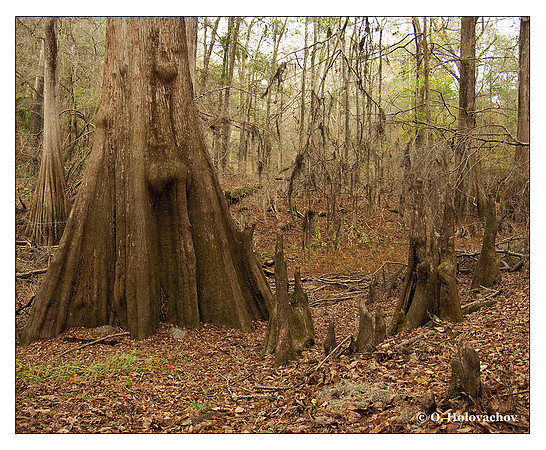 Suwannee River State Park, Florida